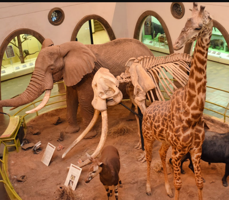 Nairobi National Museum - 1km