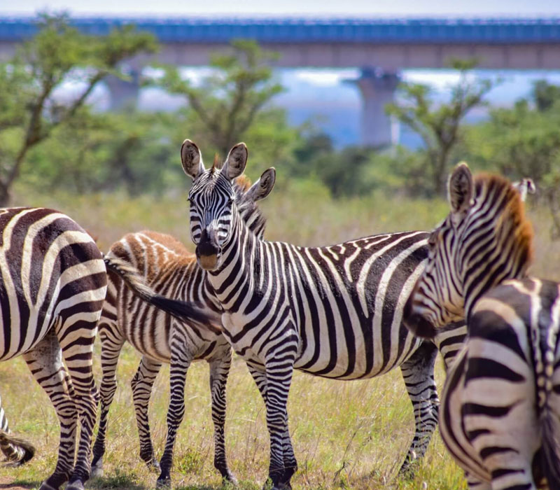 Nairobi National Park - 7km
