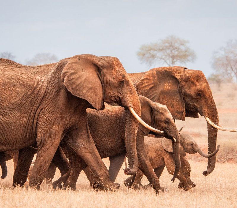 David Sheldrick Wildlife Trust - 8km