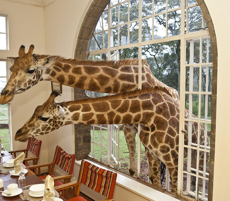 Giraffe Manor - 18km